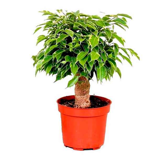 Фикус кинки: уход в домашних условиях