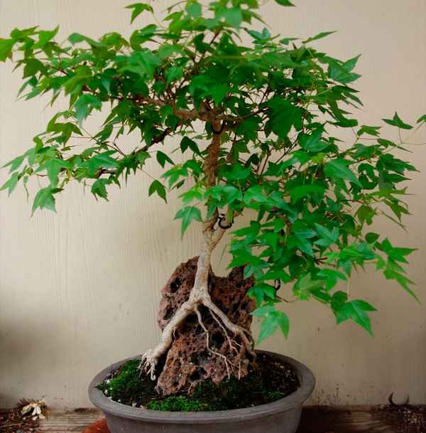 Брахихитон: описание, особенности ухода в домашних условиях