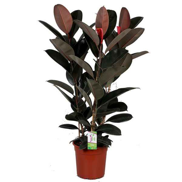 Фикус Абиджан: уход в домашних условиях