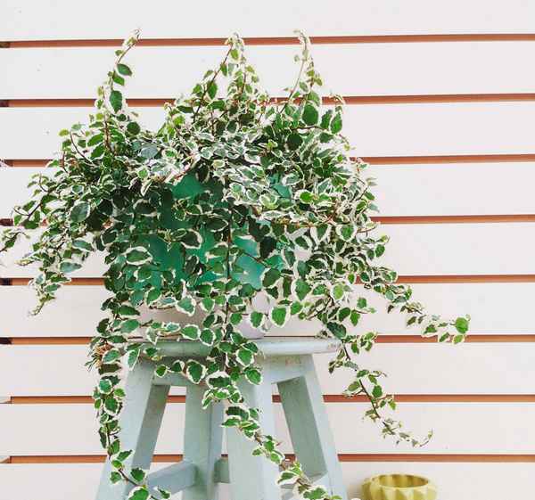 Фикус пумила: уход в домашних условиях