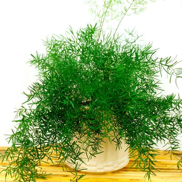 Аспарагус Шпренгера: уход в домашних условиях