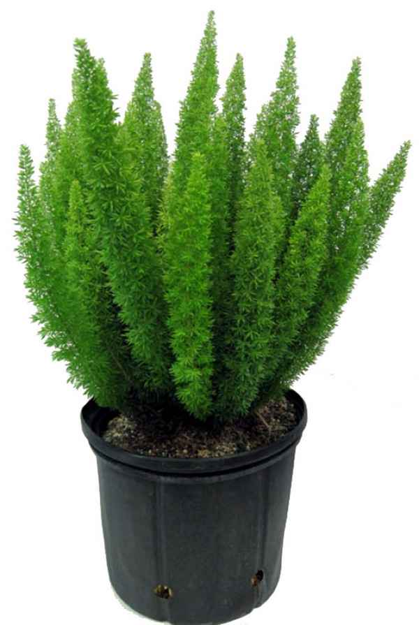 Аспарагус Мейера: уход в домашних условиях