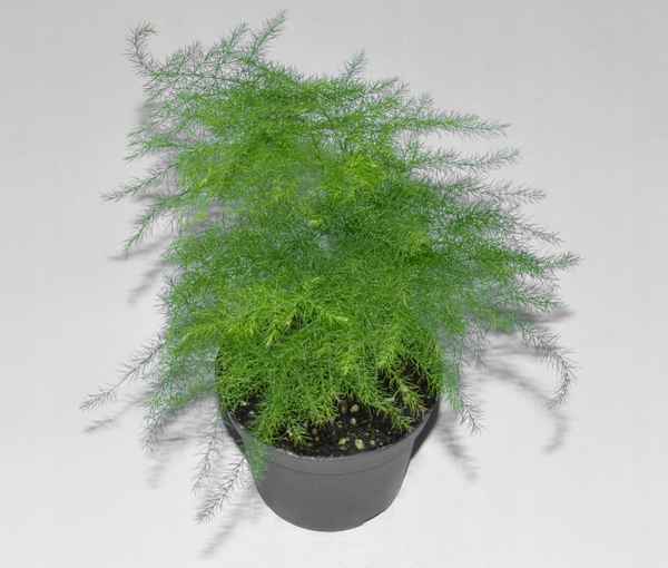 Аспарагус перистый: уход в домашних условиях