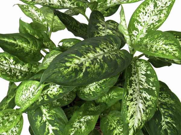 Диффенбахия пятнистая: уход в домашних условиях