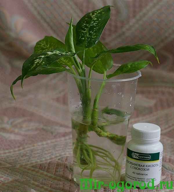 Размножение и дальнейший уход за диффенбахией в домашних условиях