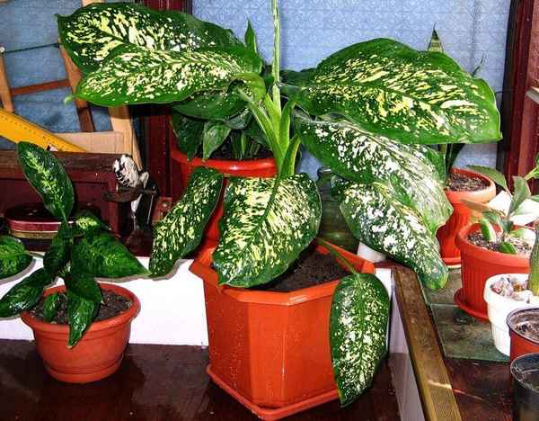 Диффенбахия: польза и вред, приметы и суеверия