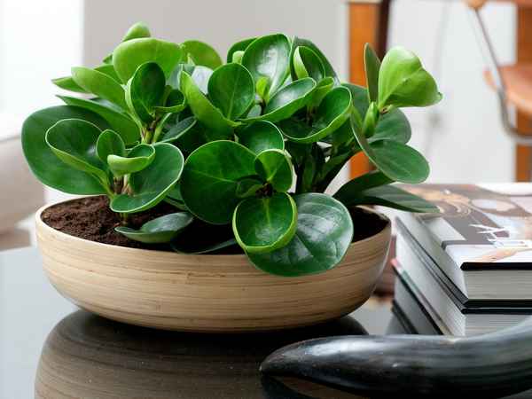 Пеперомия туполистная: уход в домашних условиях