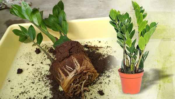 Как в домашних условиях правильно пересаживать замиокулькас