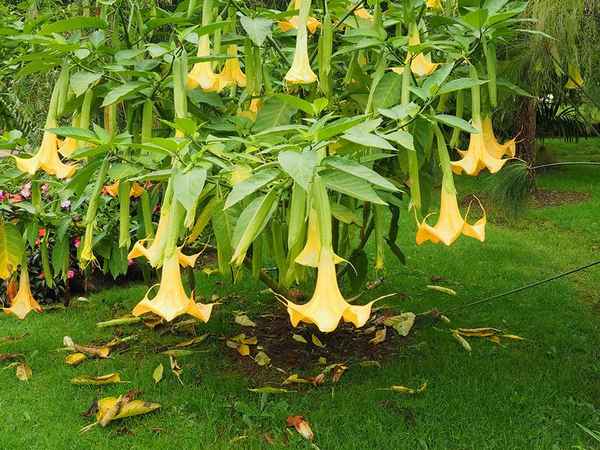 Бругмансия: описание, посадка, выращивание и уход в домашних условиях