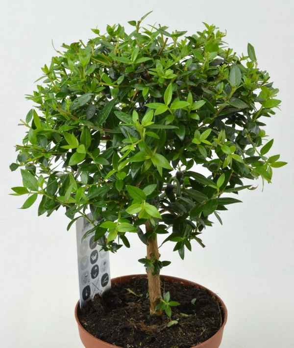 Как ухаживать за миртом в домашних условиях