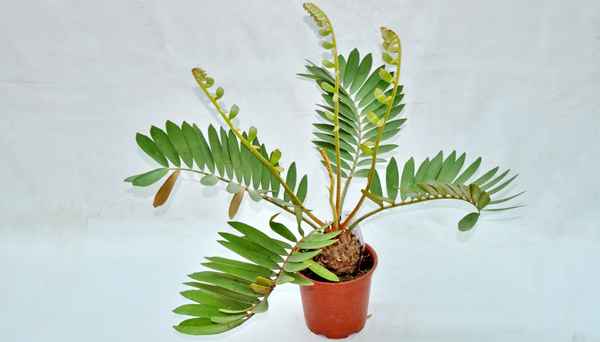 Цветок замия: уход в домашних условиях