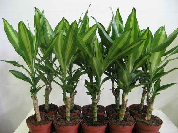 Драцена «Компакта»: описание, размножение, выращивание и уход в домашних условиях