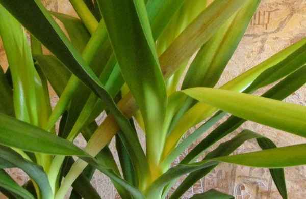 Почему у юкки желтеют листья