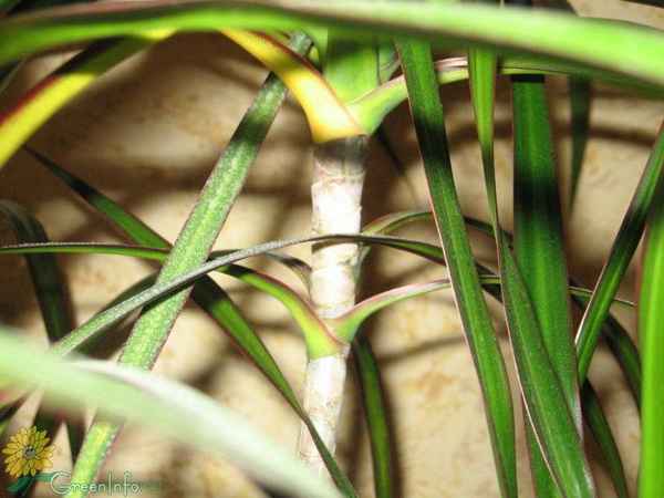 Почему у драцены желтеют листья в домашних условиях: основные причины, что при этом делать