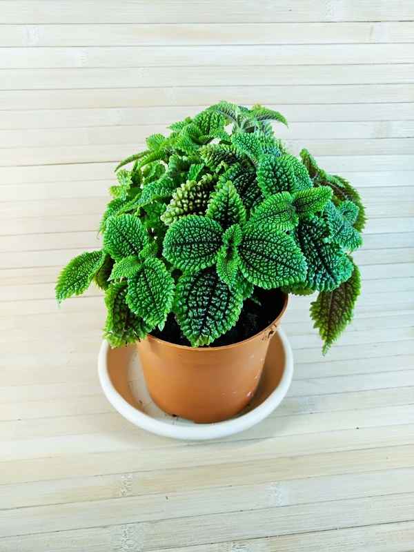 Комнатный цветок пилея: уход в домашних условиях