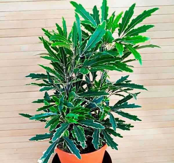 Как ухаживать за дизиготекой в домашних условиях