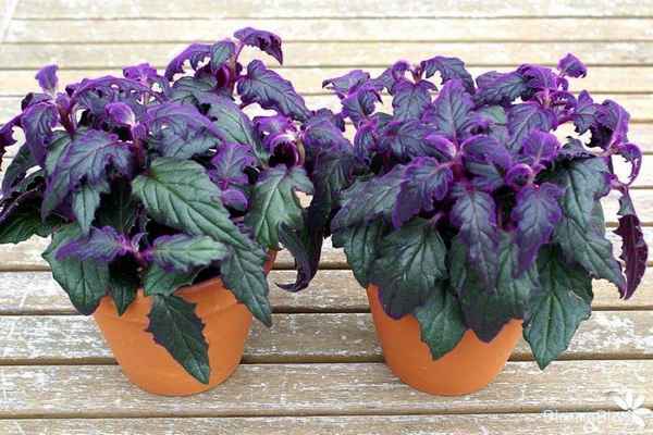 Цветок гинура: уход в домашних условиях