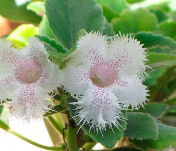 Альсобия: описание, уход в домашних условиях