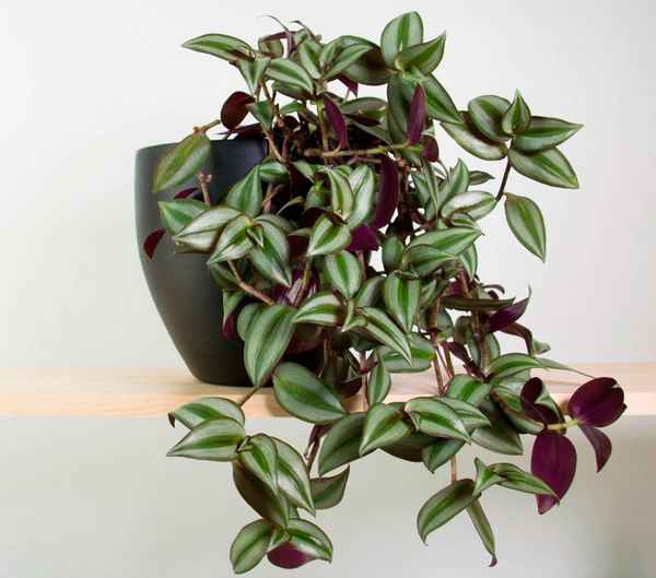 Цветок зебрина: уход в домашних условиях