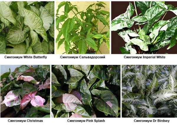 Сорта и виды сингониума и правильный уход за ними
