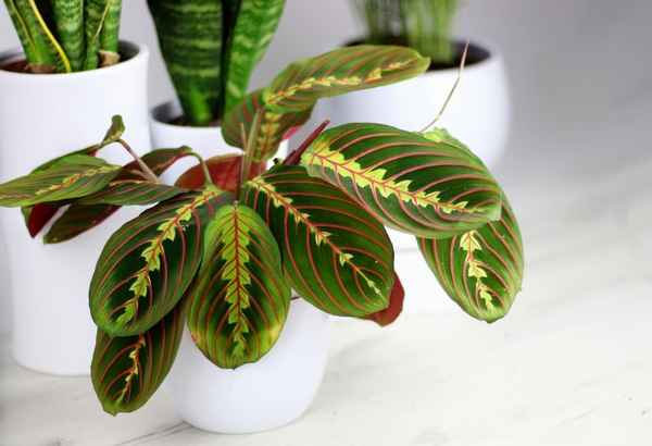Маранта триколор: уход в домашних условиях