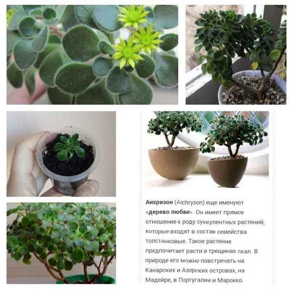 Аихризон: описание растения, особенности ухода в домашних условиях