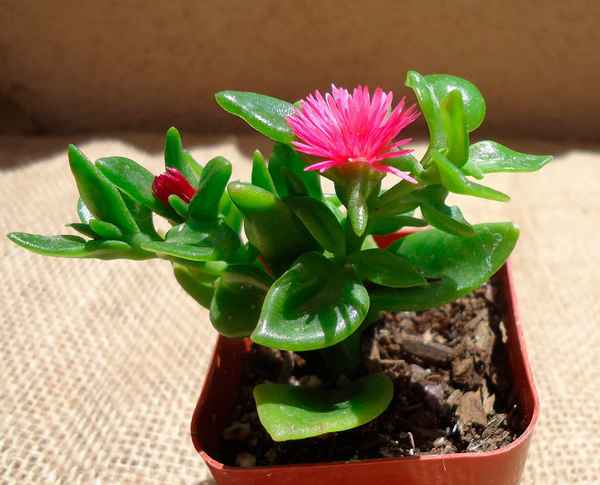 Аптения: уход в домашних условиях