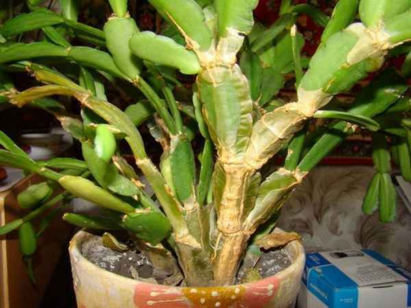 Болезни декабриста: причины появления и особенности лечения в домашних условиях