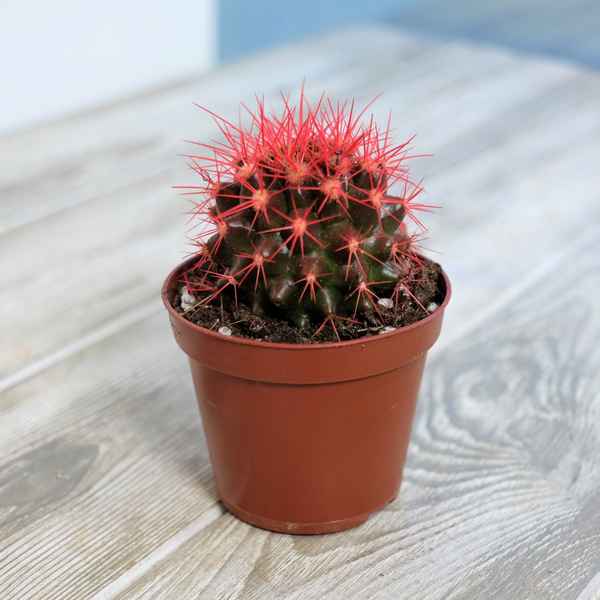 Как ухаживать за эхинокактусом грузони в домашних условиях