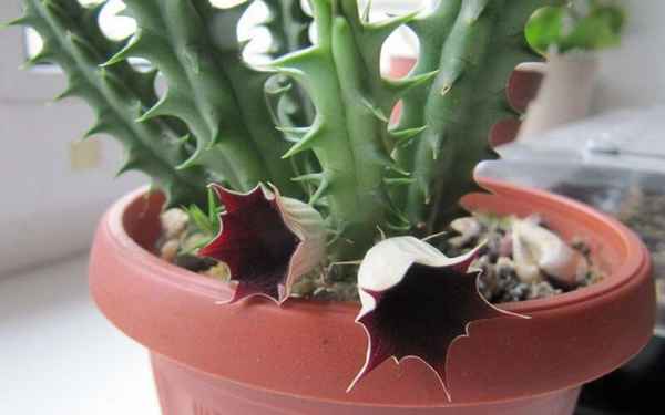 Гуэрния шероховатая: уход в домашних условиях