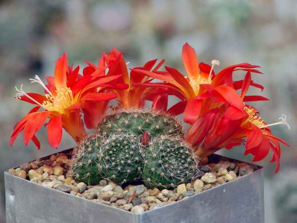 Кактус ребуция: уход в домашних условиях