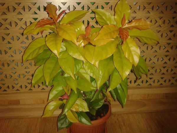 Кактус переския: уход в домашних условиях