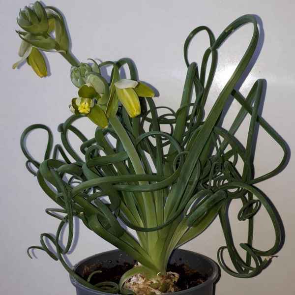 Альбука спиральная: описание, выращивание и уход в домашних условиях