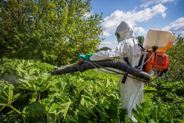 Как бороться с борщевиком на участке