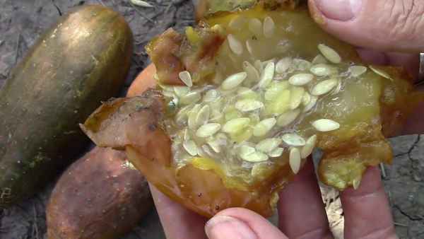 Заготовка семян: какие, где и как собирать