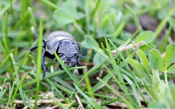 Красавчик–головач: средства борьбы с вредителем огородных культур