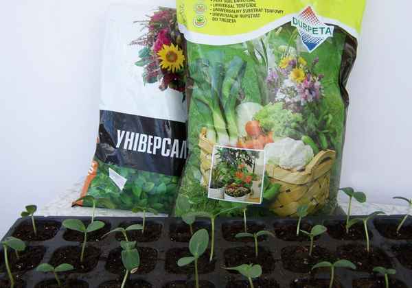 «Довести до ума»: улучшаем покупной грунт для рассады садовых и огородных культур