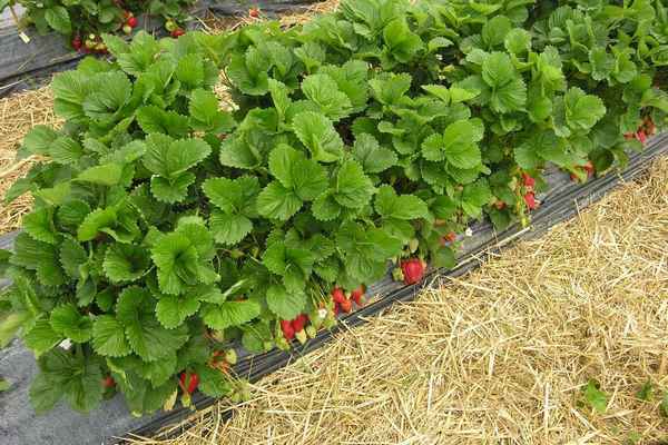 Особенности посадки клубники сорта Роксана и ухода за ней