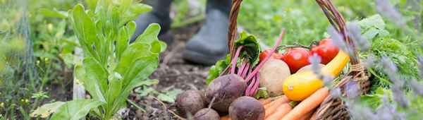 5 неотложных дел на вашей даче в начале осени