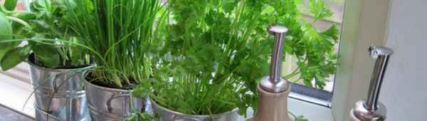 Летом - в огороде, зимой - на подоконнике: 5 овощей, которые можно забрать с грядки в дом