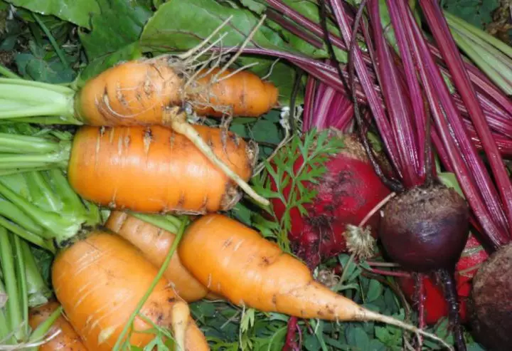 Морковь и свёкла останутся сочными при таком способе хранения