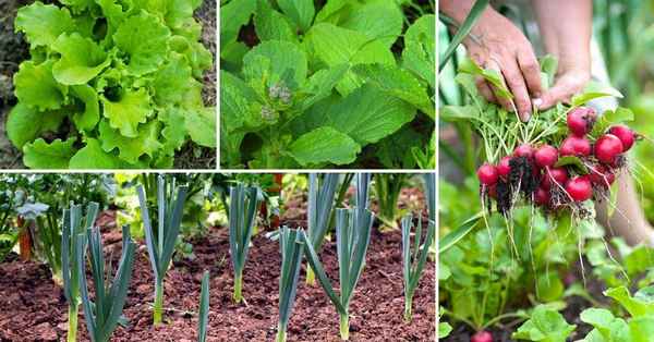 Чтобы огород не пустовал: что посадить на участке в конце сентября?