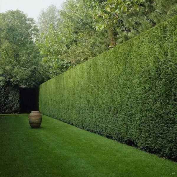 Замаскировать, нельзя оставить! 4 кустарника, которые помогут скрыть некрасивый забор