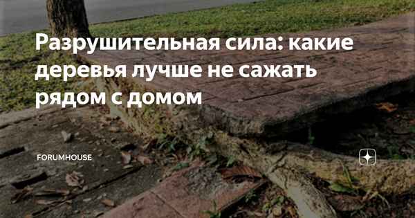 Разрушительная сила. Не сажайте эти деревья рядом с домом!