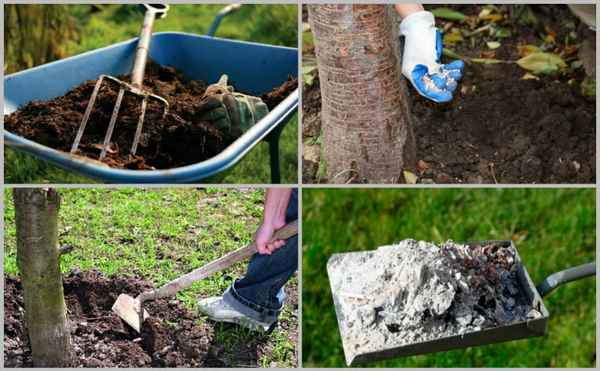Готовить сад к зиме нужно в августе! Какие подкормки вносить, чтобы деревья хорошо перезимовали?