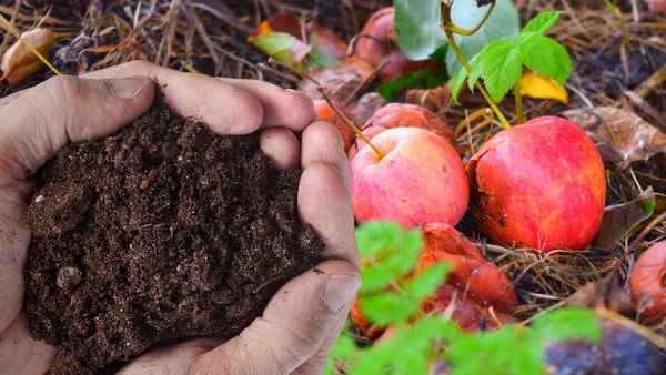 Утилизация падалицы яблок с пользой