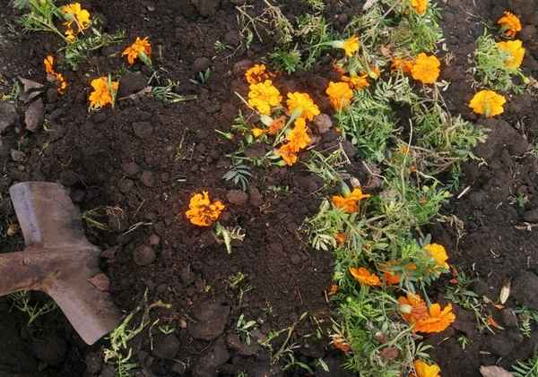 На что годится ботва моркови? 4 способа не выбрасывать, а использовать с пользой