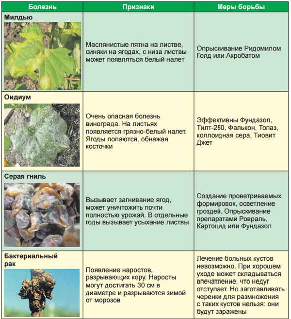 Чем можно опрыскать виноград осенью от вредителей и болезней