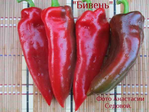 Сладкий перец Бивень: описание, посадка и уход