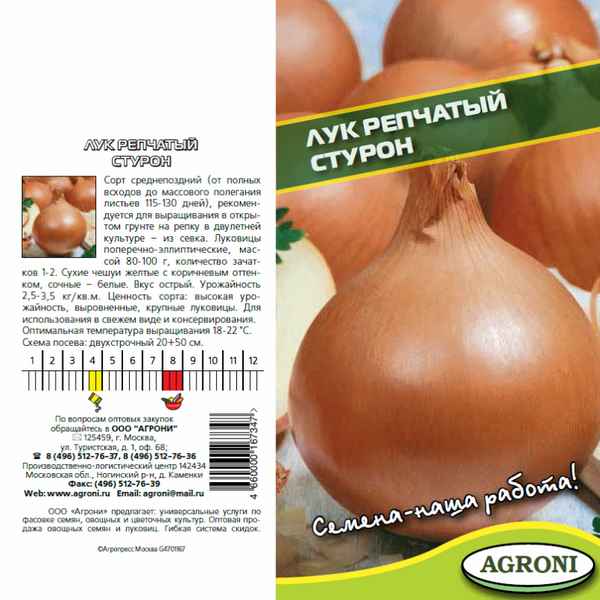 Лук Стурон: посадка, уход и выращивание сорта